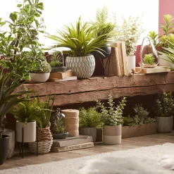 Bouclair Apple Succulent in Two-Toned Ceramic Pot* Artificial Plants