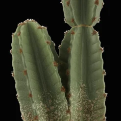 Bouclair Artificial Cactus in Ceramic Pot* Artificial Plants