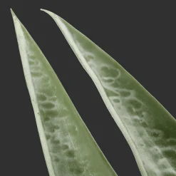 Bouclair Artificial Plant in Ceramic Pot* Artificial Plants