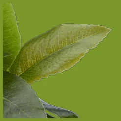 Bouclair Artificial Plant in Striped Pot* Artificial Plants