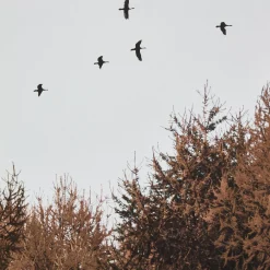 Bouclair Birds over Fall Forest Printed Canvas* Printed & Photography Wall Art Canvases