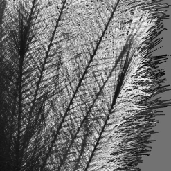 Bouclair Black Pampas Stem* Branches|Artificial Flowers