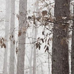 Bouclair Fall Passage Printed Canvas* Printed & Photography Wall Art Canvases