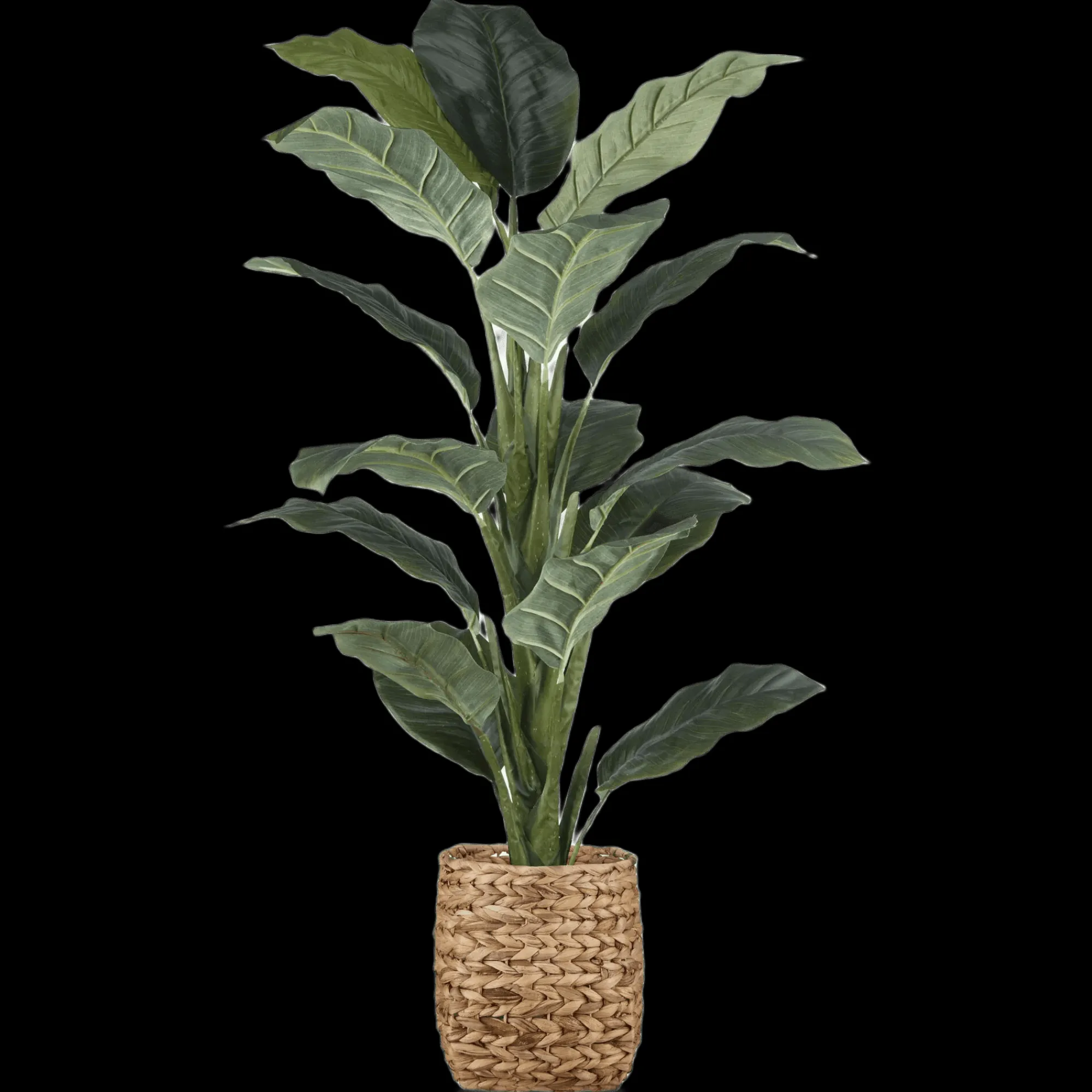 Bouclair Large Ficus in Rattan Pot* Branches|Artificial Flowers