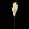Bouclair Pampas* Branches|Artificial Flowers