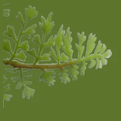 Bouclair Pot with Artificial Fern* Artificial Plants