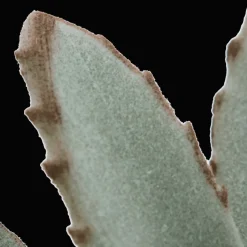 Bouclair Succulent in Ceramic Pot* Artificial Plants